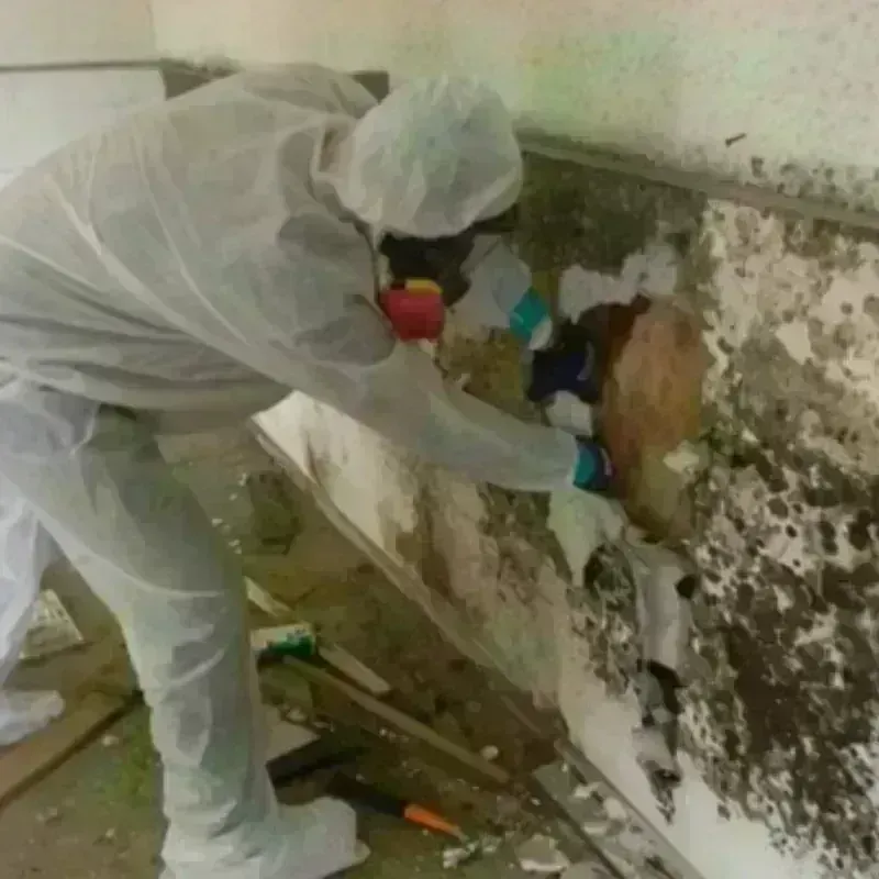 Mold Remediation and Removal in Uintah County, UT